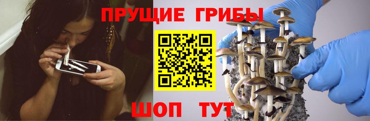 Псилоцибиновые грибы Cubensis  Галлюциногенные грибы Psilocybine cubensis  Орёл  Вход с VPN 